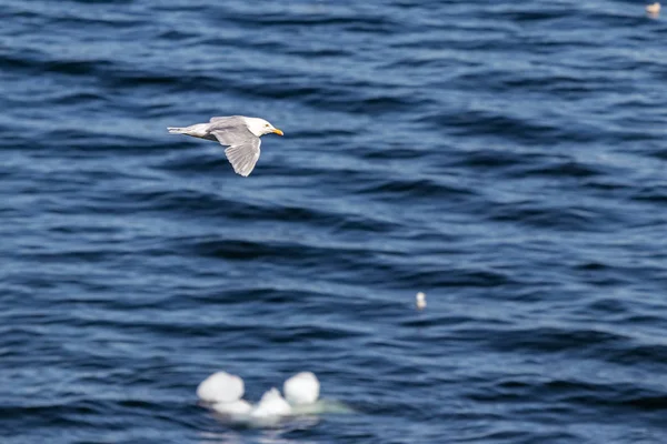 Islândia Gull-Larus glaucoides, voando na costa de Ilulissat, Groenlândia . — Fotografia de Stock