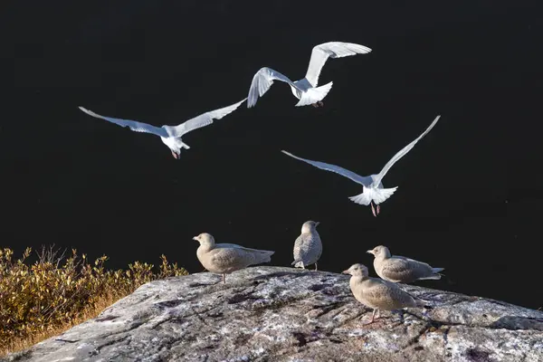 Grupo de gaviotas de Islandia Larus glaucoides, volando en el puerto de Ilulissat, Groenlandia . — Foto de Stock