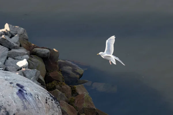 Uma Islândia Gaivotas Larus glaucoides, desembarque no porto de Ilulissat, Gronelândia . — Fotografia de Stock