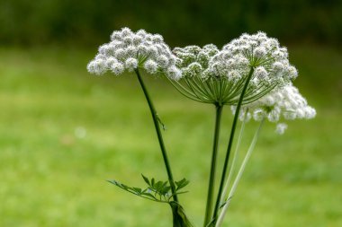 Faroe Adaları 'ndaki Vidarlundin parkında Çiçek Angelica Sylvestris.