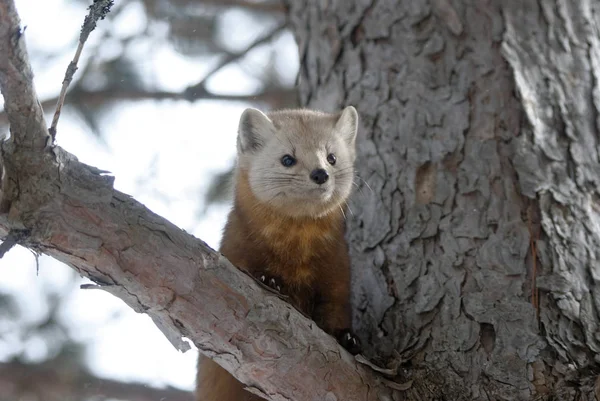 American Pine Marten Royalty Free Stock Photos