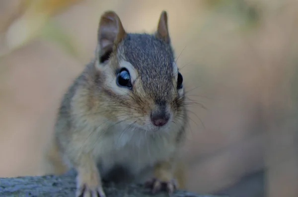 Chipmunk Close-up — Stock Photo, Image