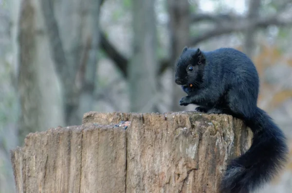 Black Squirrel — Stock Photo, Image