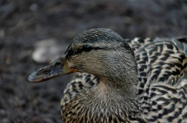 Mallard Duck, Dişi