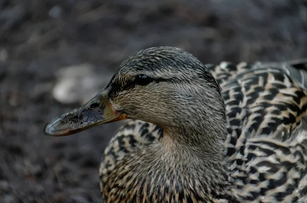 Mallard Duck, Female — Stock Photo, Image