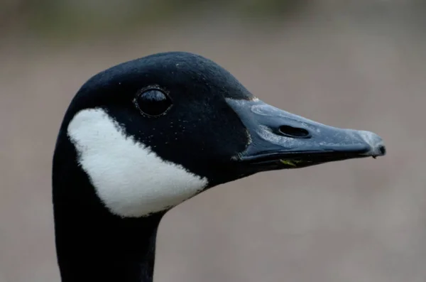 Close Canada Goose — Stock Photo, Image