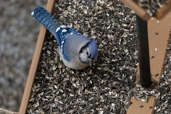 Blue Jay Eating at a Bird Feeder Stock Picture