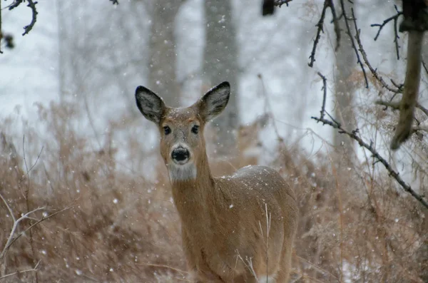 White-tailed Deer - Ontario, Canada — Stock Photo, Image