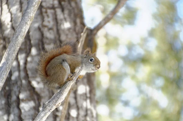 Red Squirrel — Stock Photo, Image