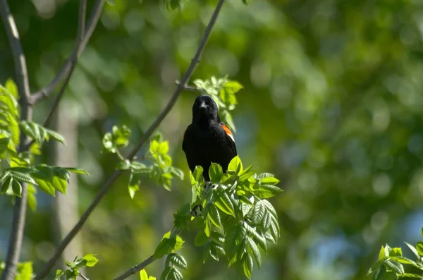 Ein Amselmännchen Agelaius Phoeniceus Hockt Auf Einem Ast — Stockfoto