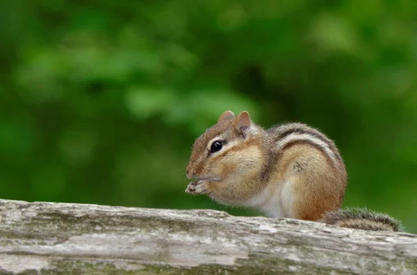 Oostelijke Chipmunk Tamias Striatus Staande Een Login Het Bos Eten — Stockfoto