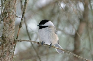 Siyah başlıklı Chickadee (Poecile atricapillus) bir ağaç dalına tünemiştir.