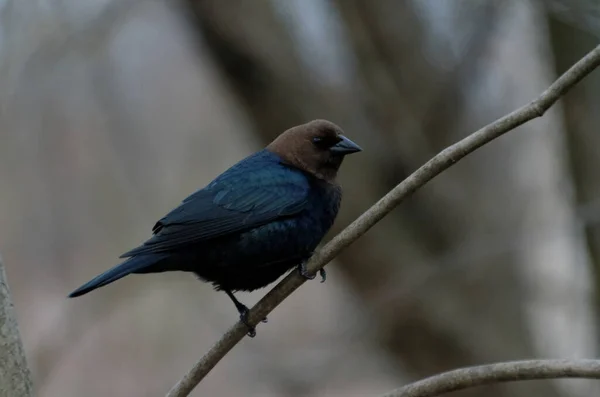 Vacher Tête Brune Molothrus Ater Perché Sur Une Branche Arbre — Photo