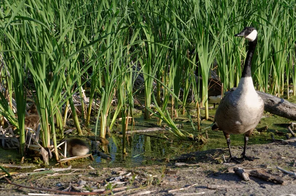 Canada Goose Branta Canadensis Mother Guards Her Goslings Feed Amongst — Stock Photo, Image