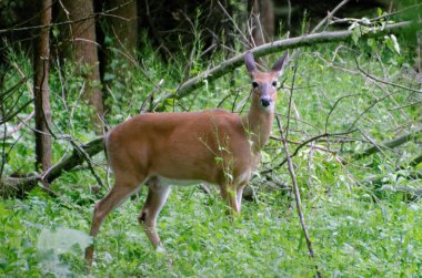 Beyaz kuyruklu geyik (Odocoileus virginianus) wwods 'da