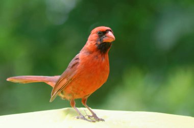 Kuzey Kardinali (Cardinalis cardinalis) bir çadırın üstüne tünemiştir.