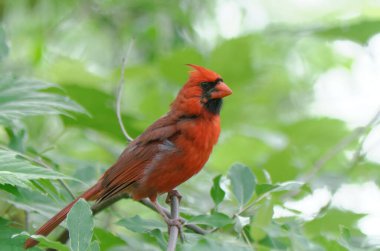 Kuzey Kardinali (Cardinalis cardinalis) bazı yeşil yaprakların arasına tünemiştir.