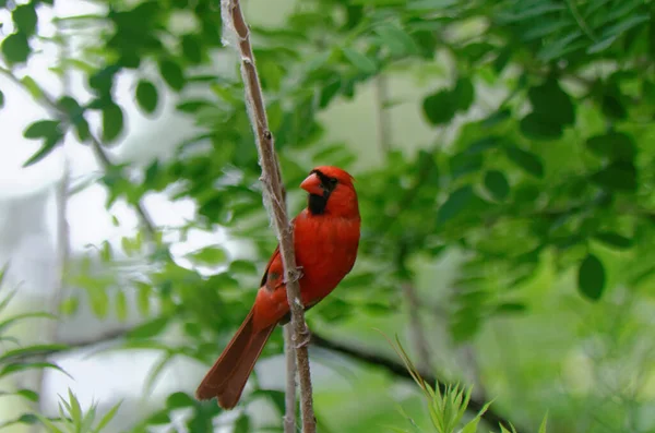 Nordkardinal Cardinalis Cardinalis Uppflugen Ett Träd Bland Några Gröna Blad — Stockfoto