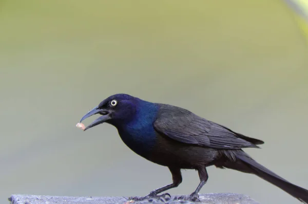 Grackle Comum Quiscalus Quiscula Come Amendoim — Fotografia de Stock