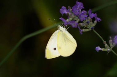 Beyaz lahana (Pieris rapae) lavanta çiçeğindeki kelebek, koyu arkaplan