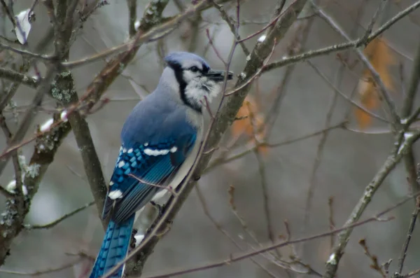 Blue Jay Cyanocitta Cristata Perched Tree Photographed Algonquin Provincial Park — Stock Photo, Image