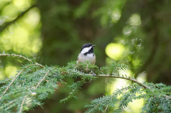 Chickadee Preto Tampado Atricapillus Poecile Empoleirado Ramo Floresta — Fotografia de Stock