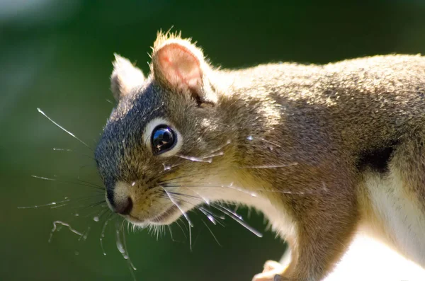 American Red Squirrel Tamiasciurus Hudsonicus Bancroft Ontario Canada — Stock Photo, Image