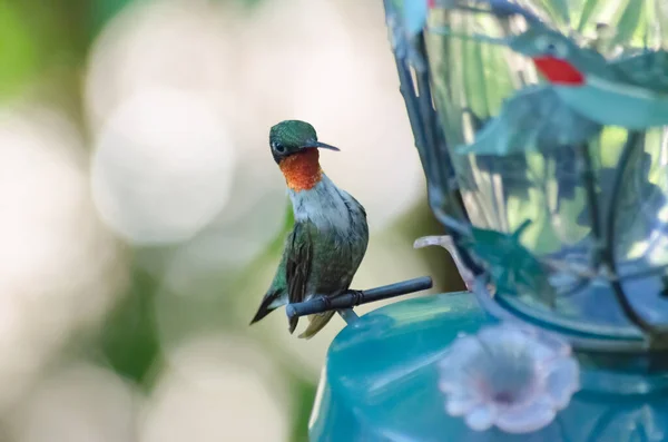 Rubinstrupig Kolibri Archilochus Colubris Vid Mataren Bancroft Ontario Kanada — Stockfoto