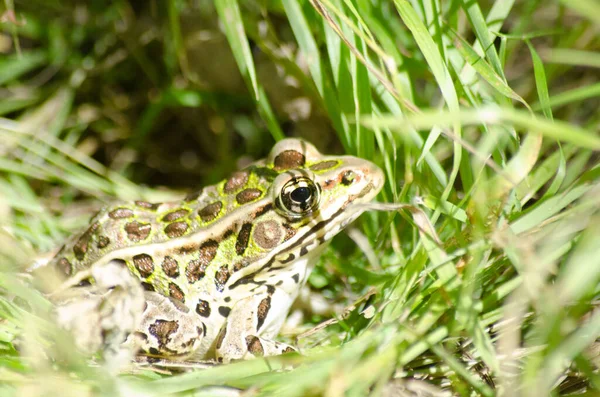 Leopard Frog Grass Path Presqu Ile Provincial Park Ontario Canada — стоковое фото