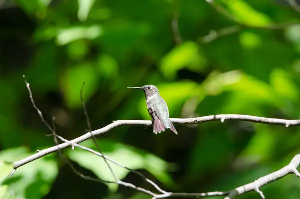 Beija Flor Garganta Rubi Archilochus Colubris Empoleirado Numa Árvore — Fotografia de Stock