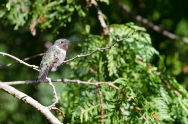 Yakut boğazlı Hummingbird (Archilochus colubris) sedir ağacına tünemiştir.