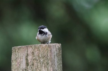 Siyah başlıklı Chickadee (poecile atricapillus)