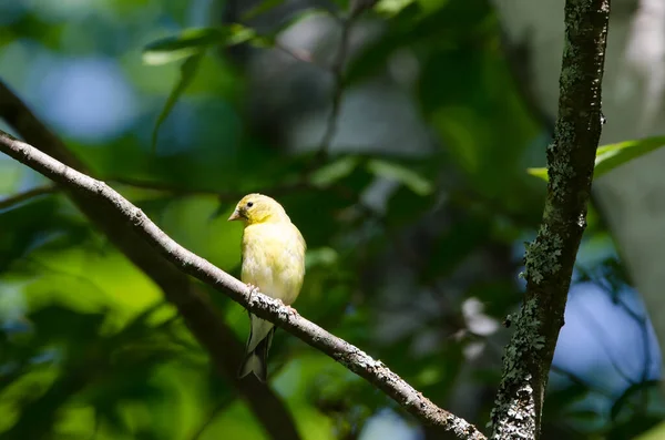 Goldfinch Americano Spinus Tristis — Fotografia de Stock