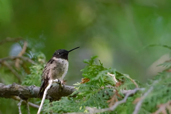 Hummingbird Empoleirado Uma Árvore Cedro — Fotografia de Stock