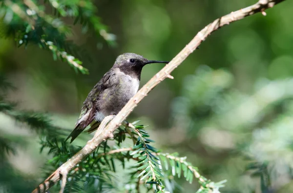 Beija Flor Garganta Rubi Archilochus Colubris Empoleirado Uma Árvore Cedro — Fotografia de Stock