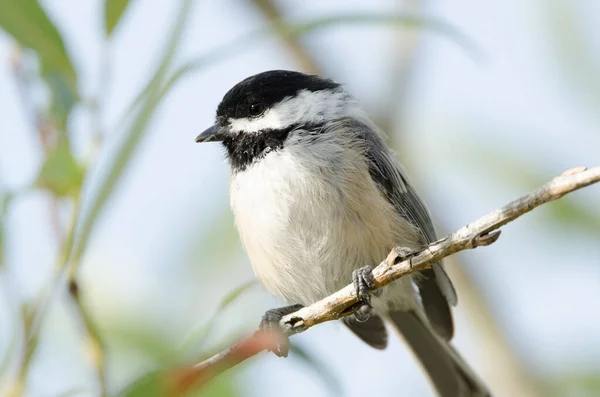 Schwarzkopf Chickadee Poecile Atricapillus — Stockfoto