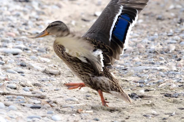 Mallard Anas Platyrhynchos Ducks Beach Covered Pebbles — Stock Photo, Image