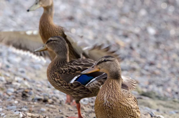 Mallard Anas Platyrhynchos Ducks Beach Covered Pebbles — Stock Photo, Image