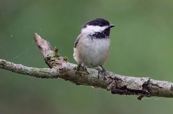 Mésange Tête Noire Atricapillus Poecile — Photo