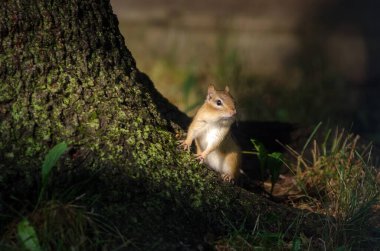 Doğu sincabı (Tamias striatus) bir ağacın dibinde akşam ışığında