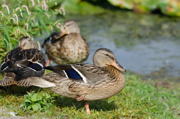 Three Mallard Ducks Anas Platyrhynchos Resting Preening Edge Marsh — Stock Photo, Image