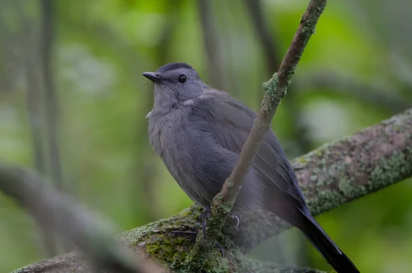 Pássaro Cinzento Dumetella Carolinensis Empoleirado Numa Árvore — Fotografia de Stock