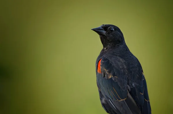 Pássaro Preto Asa Vermelha Agelaius Phoeniceus — Fotografia de Stock