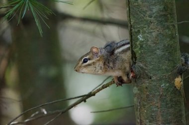 Doğu Sincapları (Tamias striatus), Kuzey Amerika 'nın doğusundaki parklarda ve ormanlarda sık görülen bir görüntüdür.