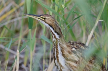 American Bittern (Botaurus lenginosus), Ontario, Kanada 'daki Long Point Provincial Park' ta çekilmiştir.