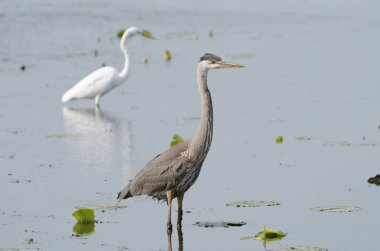 Büyük Mavi Balıkçıl (Ardea herodias) ve Büyük Akbalıkçılgiller (Ardea alba), balıkçılgiller (Ardea) familyasının iki büyük türüdür..