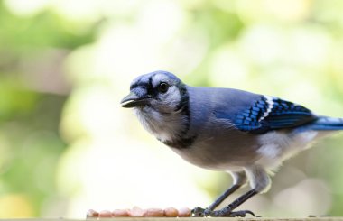 Mavi Jay (siyanocitta cristata) küçük bir fıstık yığını üzerine eğildi. Jays yer fıstığını çok sever çünkü çok enerji verirler ve daha sonrası için saklaması kolaydır..