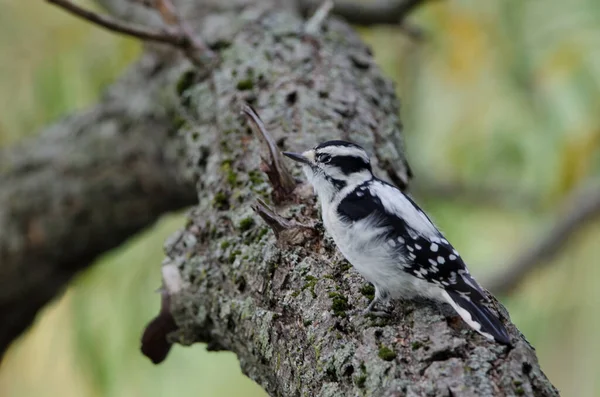Downy Woodpecker Dryobates Pubescens Una Las Especies Más Pequeñas Pájaros — Foto de Stock