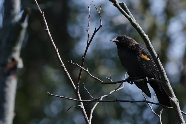 Czerwono Skrzydlaty Blackbird Agelaius Phoeniceus Niektórzy Twierdzą Czerwono Skrzydlaty Blackbird — Zdjęcie stockowe