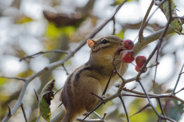 Eastern Chipmunk Tamias Striatus — Stock Photo, Image